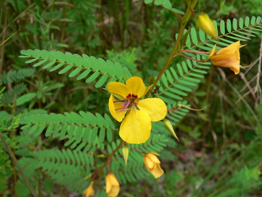 {Chamaecrista fasciculata}